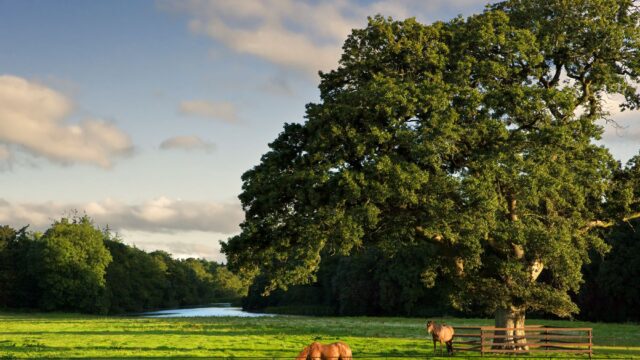 Horses Tree Lake