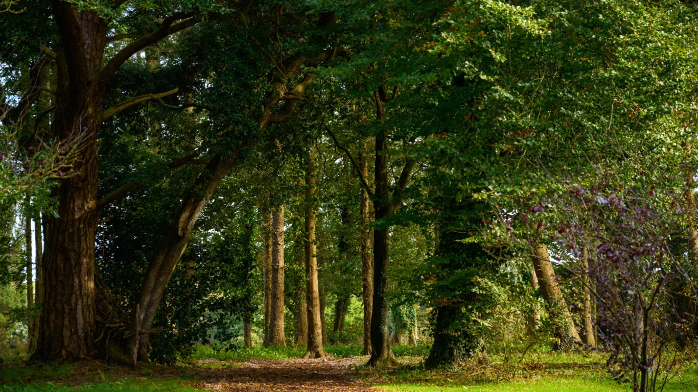 Woodland Trail 4500px